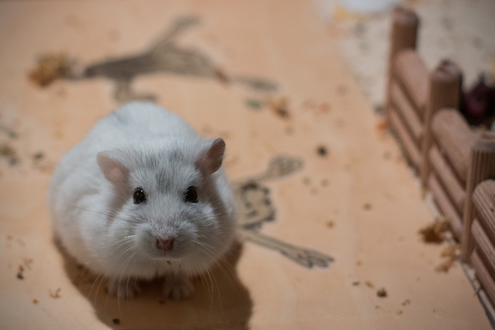 Zgrade parlamenta u Vestminsteru pune miševa otpornih na otrove