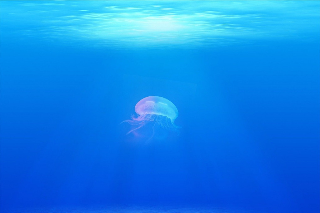 Da li ste znali da meduza može da se vrati u "mladost" pa se smatra besmrtnom? Ovo su najdugovečnije životinje na planeti!