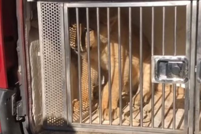 Podneta krivična prijava zbog krijumčarenja mladunčeta lava: Životinja se oporavlja u azilu