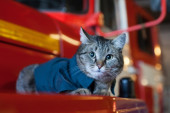 Najslađi vatrogasac: Mačak Semjon živi u vatrogasnoj stanici, a ima posebno važan zadatak (VIDEO)