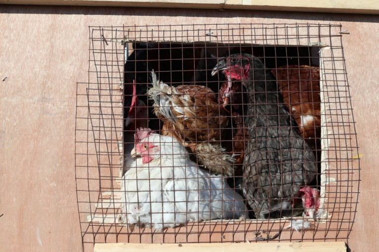 Masakr nad živinom u Španiji: Zbog ptičjeg gripa usmrćeno 130.000 kokošaka (FOTO)
