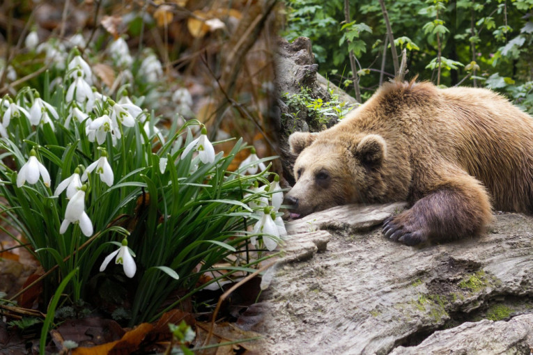 Visibabe na Fruškoj gori najavile proleće, a šta će mečka reći znaćemo za koji dan: Kraj zime ili zatišje pred novi snežni talas? (FOTO)