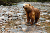 Narodno verovanje otkriva kada se završava zima: Ako medved danas uradi jednu stvar, biće hladno još dugo!