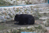 Palićki medvedi kontrirali beogradskim! Medeni izašao napolje, a tri mečke nastavile zimski san! (FOTO)