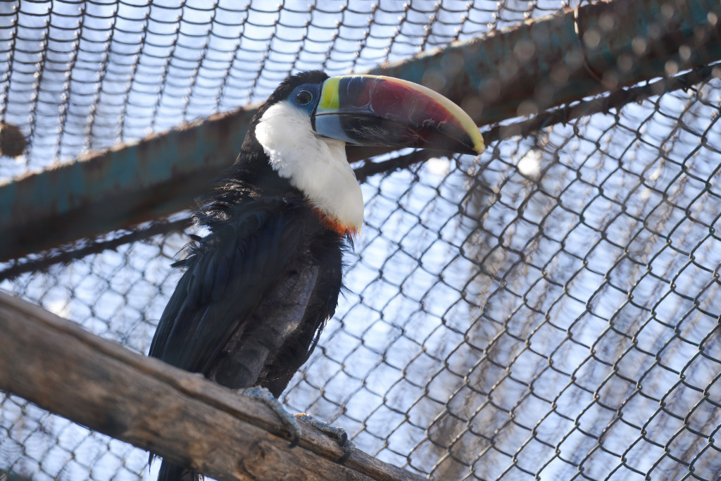 Više od piva i kobasica: Otkrijte zanimljive tajne Nemačke i njenih stanovnika!