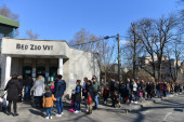 Beogradski zoo vrt traži kuma za preslatku bebu: Evo kako možete da predložite ime za mali "vuneni oblak"