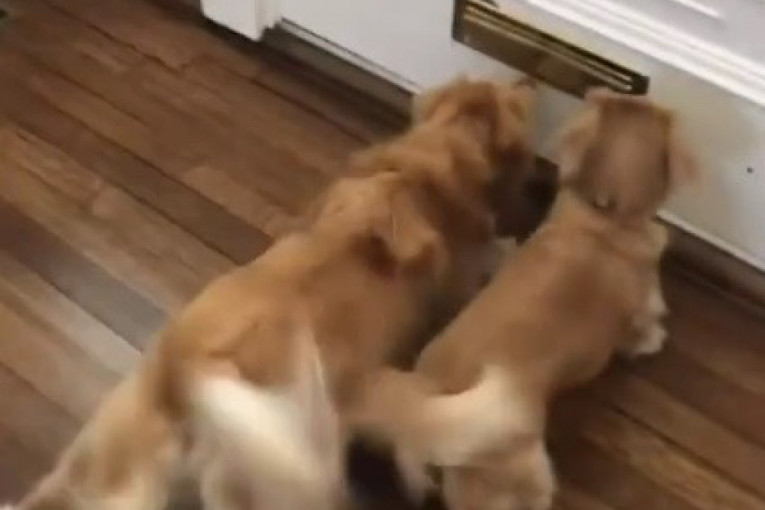 Dobro jutro, stigli su vam računi! Pogledajte kako dva šašava psa primaju poštu (VIDEO)
