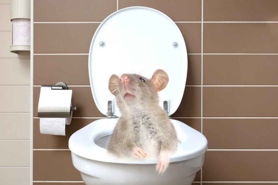 Pogledajte video koji vam lepo pokazuje kako pacov lako može da izađe iz vaše WC šolje
