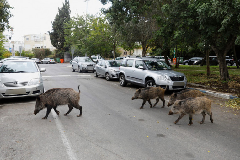 Zagreb na udaru divljih svinja! Pokušale da rastrgnu psa, ljudi u panici mole za pomoć