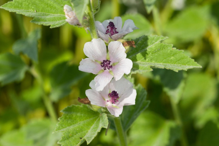 Na 10 ari može da se zaradi 100.000 evra! Kolika su ulaganja potrebna?