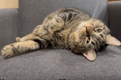 Mačka tiktokerka: Svađalica Peni je prava internet zvezda, prati je osam miliona ljudi