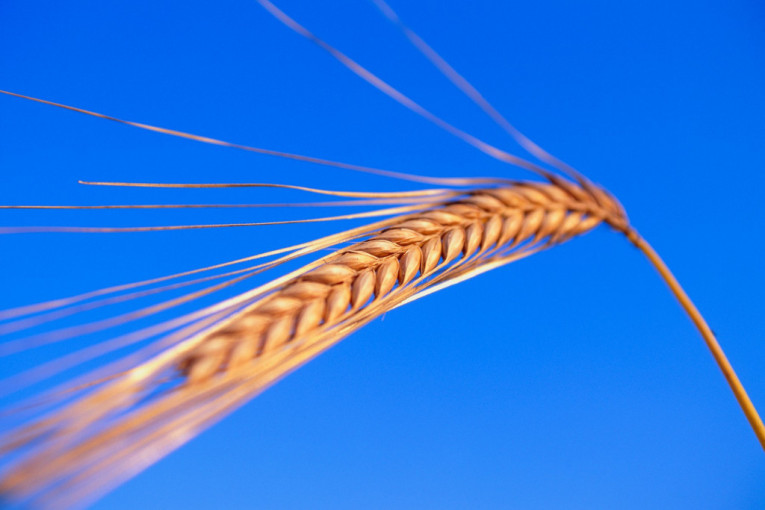 Malo porastao obim a malo i cene: Na Produktnoj tražen ječam