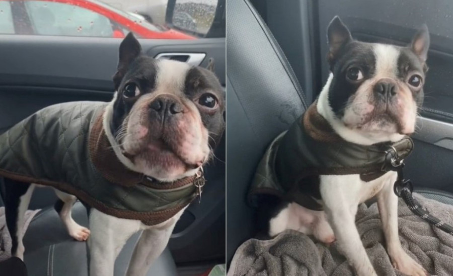 Obojiće vam život ljubavlju: Ovo je osam najdobroćudnijih rasa pasa, prema trenerima i stručnjacima za ponašanje