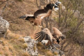 Beloglavim supovima hranilište Kašan je izvor života: Ljubitelji prirode čine sve da zaštite veličanstvene ptice u kanjonu Mileševke (FOTO)