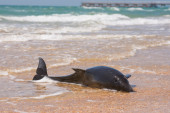 Uginuli delfin pronađen na plaži u Bečićima! (VIDEO)