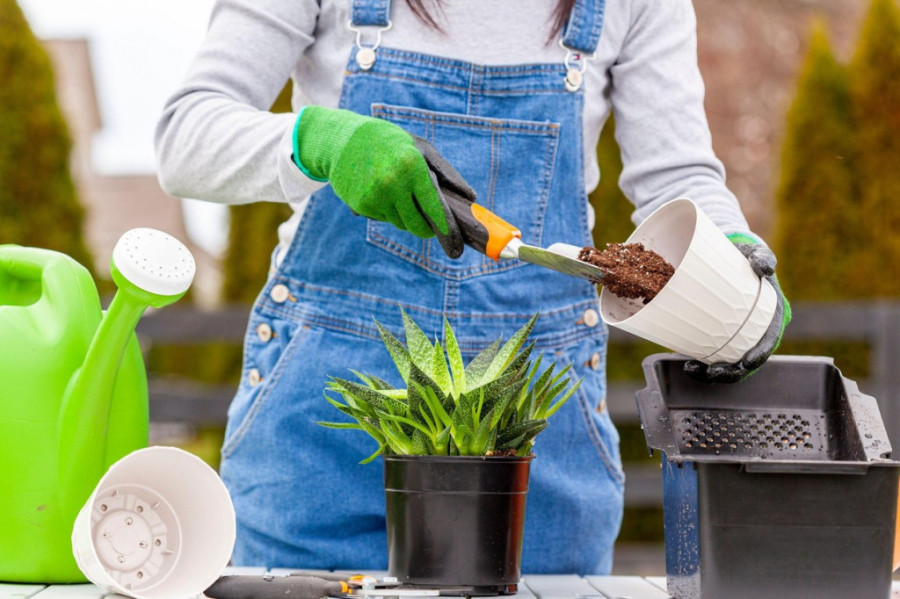 Napravite domaću prihranu za sobne biljke koja će ih preporoditi i pripremiti za proleće