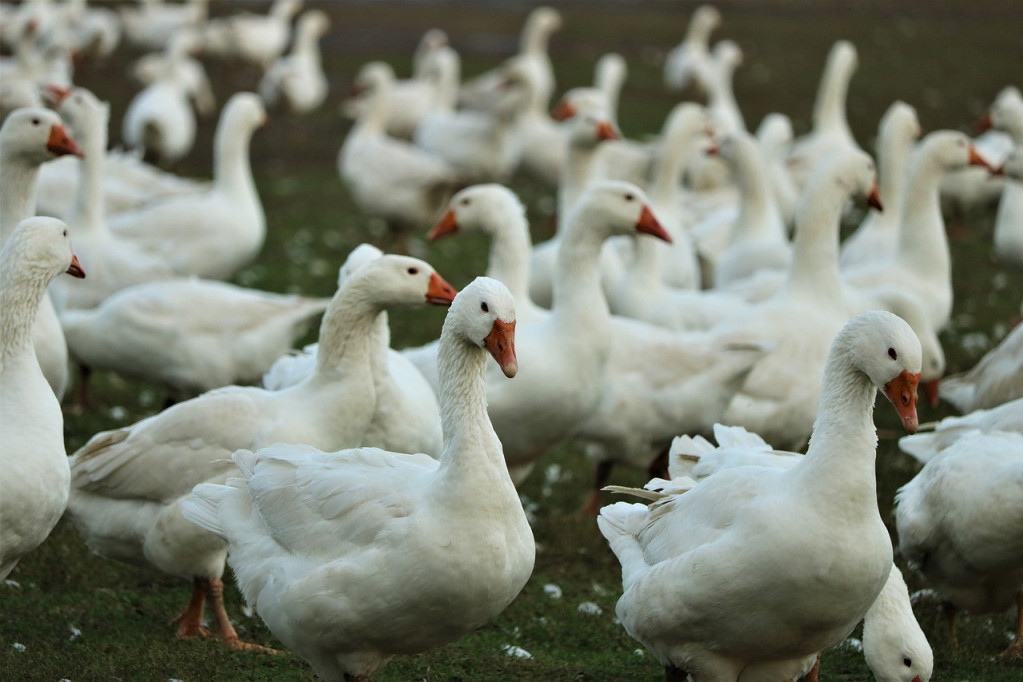 Ptičiji grip zabeležen na farmi u Slovačkoj: Više od 1.500 životinja je preminulo!