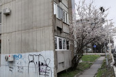 Kajsija procvetala usred zime i betona! Proleće se zbunilo, Novobeograđani oduševljeni prizorom (FOTO)