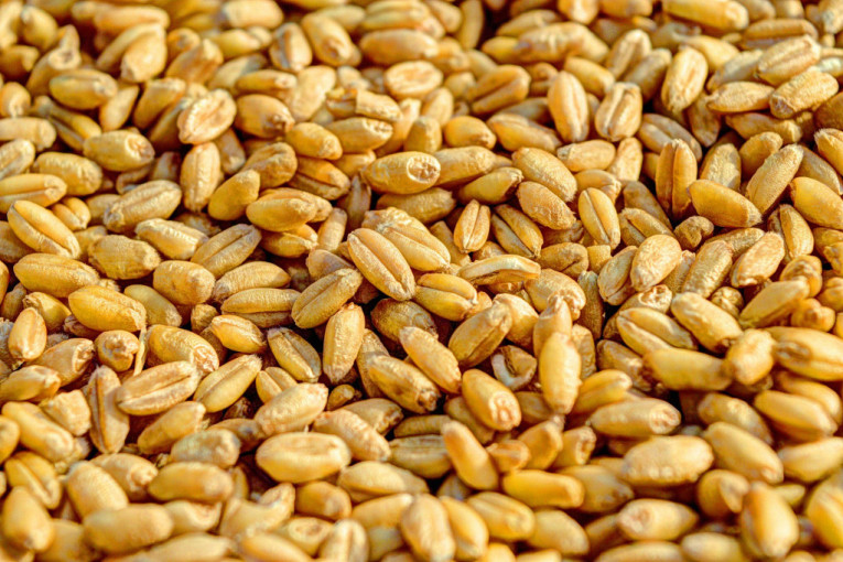Zabrana izvoza žitarica strogo agroekonomska mera: Ljudi ne treba da brinu što se tiče hleba i namirnica - mi  smo izvoznici hrane