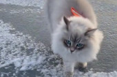 Mačke ne vole vodu, ali kada stanu na led, počinje uživancija (VIDEO)