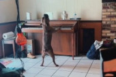 Buster raspoloženja: Pas svira klavir i pokušava da peva, a scena je urnebesna (VIDEO)
