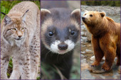 Obeležen dan divljih vrsta: U Srbiji najugroženiji medved, ris i tvor (FOTO)