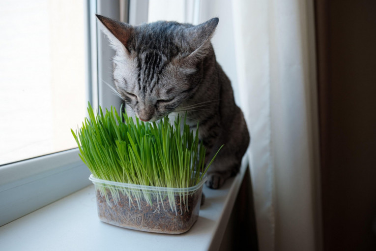 Šta je mačja trava i kako deluje?