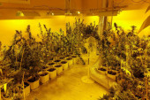 Kikinđaninu zaplenjeno 85 kilograma droge: Uzgajao marihuanu u stanu, pronađeno 368 sadnica! (FOTO/VIDEO)