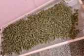 Upad policije u Somboru: Otkriveni zasadi marihuane teški 150 kilograma