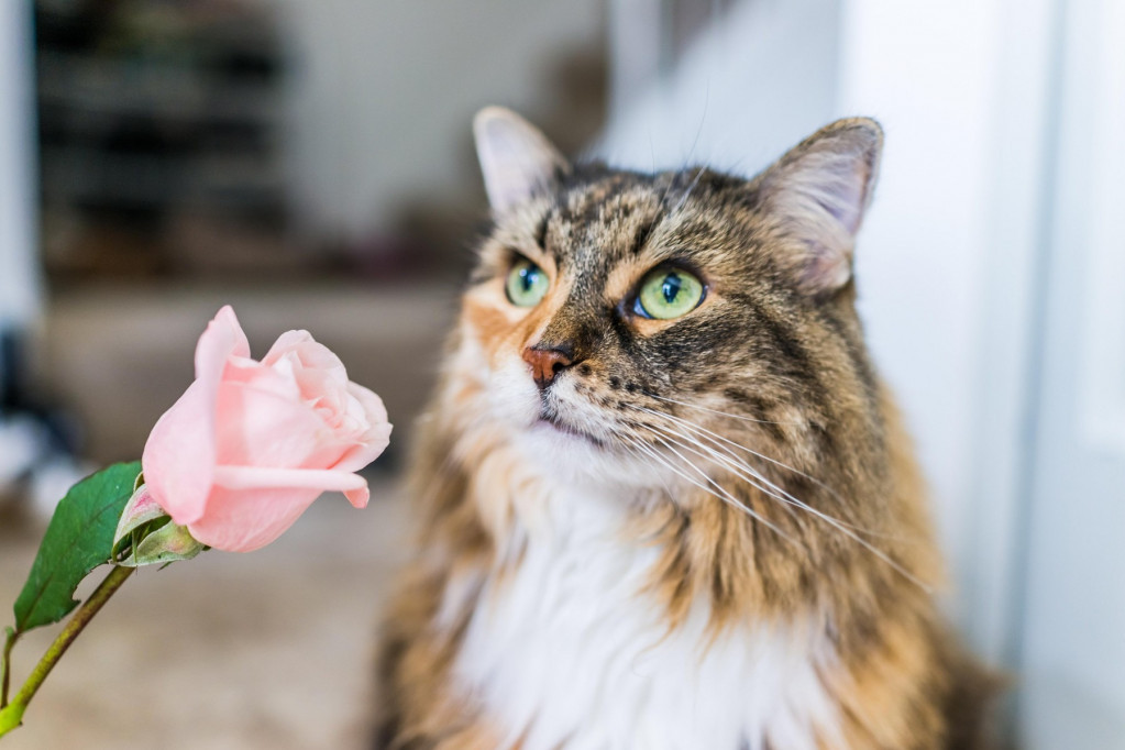 Mirisi koje mačke ne podnose: Ne vole ljuto, prljavo, ali ni čisto
