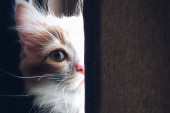 Narodno verovanje: Šta znači kad vam mačka dođe na vrata