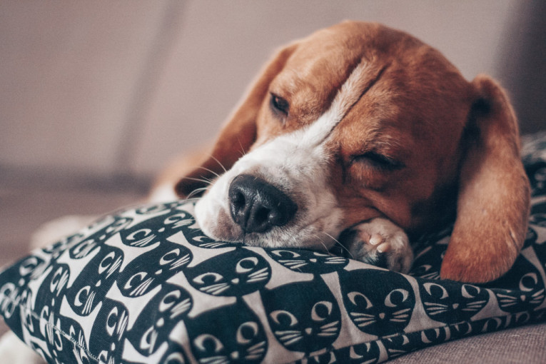 Miran san, srećan pas: Ne budite ljubimca dok spava, veterinari upozoravaju