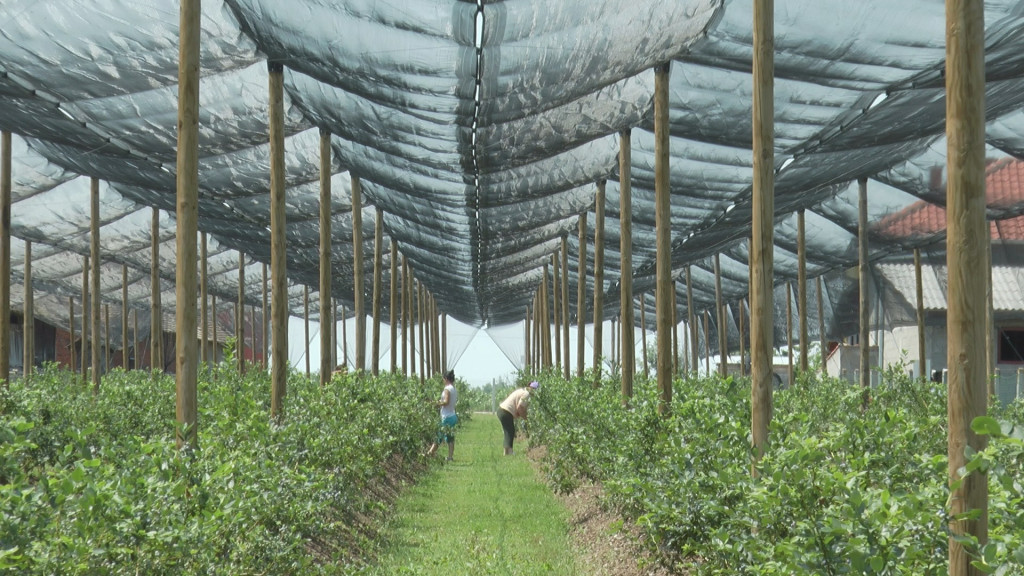 Šest evra za kilogram borovnice: Srpski voćari očekuju rekordnu otkupnu cenu, pokušavaju da nađu berače (FOTO)