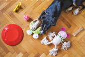 Devet najčudnijih stvari koje su psi progutali: Od gumenih igračaka, pa sve do onoga što nikada ne bi smelo da im padne šapa