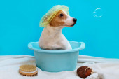 Kupanje psa: Koliko često je dozvoljeno i o čemu sve morate da povedete računa kako ne biste naškodili njegovom zdravlju