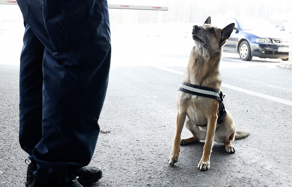 Kada vide Heru, švercerima i dilerima nije dobro! Kada promoli slatku njuškicu, krene im znoj na čelo (FOTO, VIDEO)