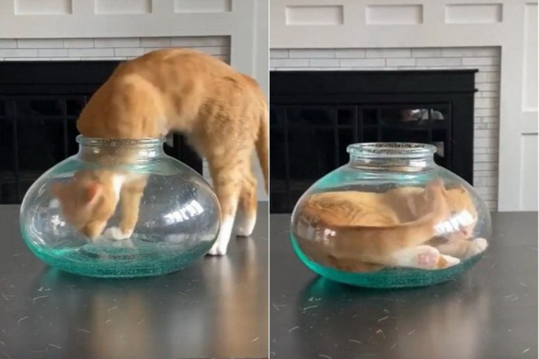 Šta mačka nameri, mačka i uradi: Za samo nekoliko sekundi se uvukla u akvarijum za ribice (VIDEO)
