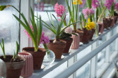Cveće kao iz bašte: Saznajte kako da zasadite lukovice u stanu