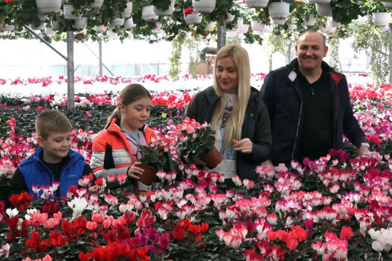 Njihov biznis miriše: Cveće je teže prodati nego proizvesti, kažu Đorđevići (FOTO/VIDEO)