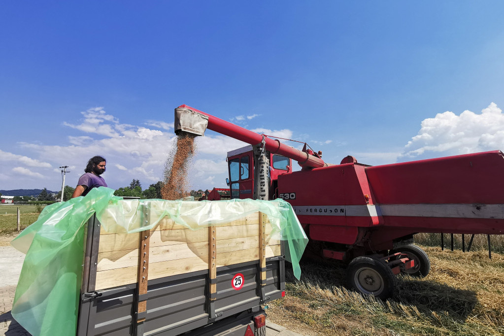 Rast cena kukuruza i pšenice na Produktnoj berzi
