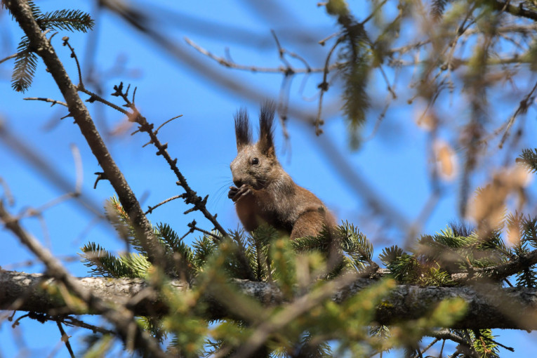 Uživajte u lepom vremenu dok još traje: Danas sunčano i toplo, biće i više od 20 stepeni, a onda...