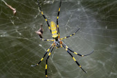 Divovski paukovi će padati sa neba: Jedna država se sprema za neobičnu okupaciju ovog proleća