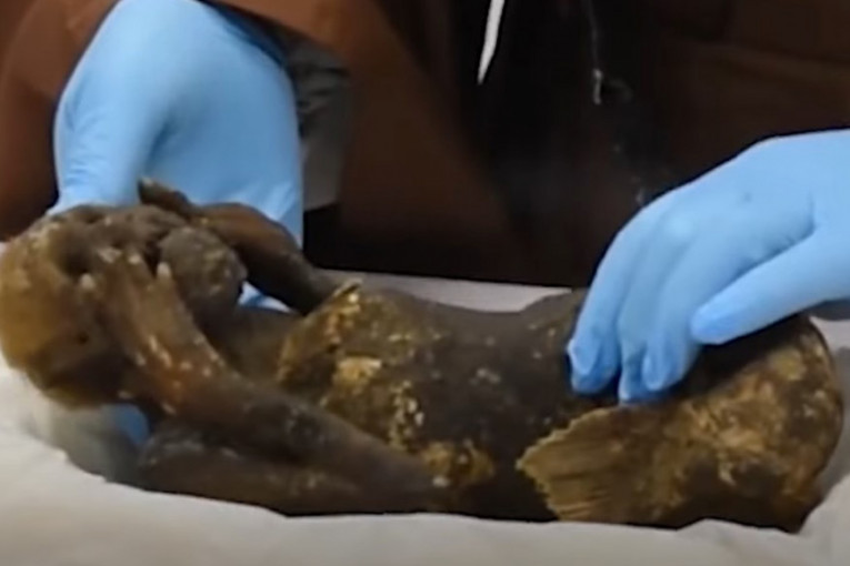 Glava čoveka, trup nalik majmunu, donji deo kao riba: Šta je ovo pronađeno u Japanu?! (VIDEO)