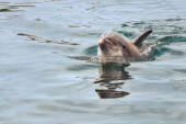 Neverovatna priča sa crnogorskog primorja: Otac delfin došao po pomoć u Institut za biologiju mora!