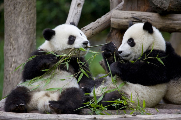 Sve što niste znali o pandi: Činjenice koje menjaju pogled na jednu od omiljenih životinja na svetu