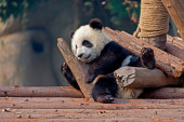 Danas je Dan pande, najslađeg medveda na svetu