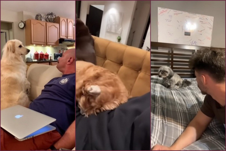 Zalajali na svoje pse i snimili njihove reakcije: Tik-Tok izazov koji će vas pošteno nasmejati (VIDEO)