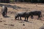 Broj ubijenih svinja se popeo na 26.000