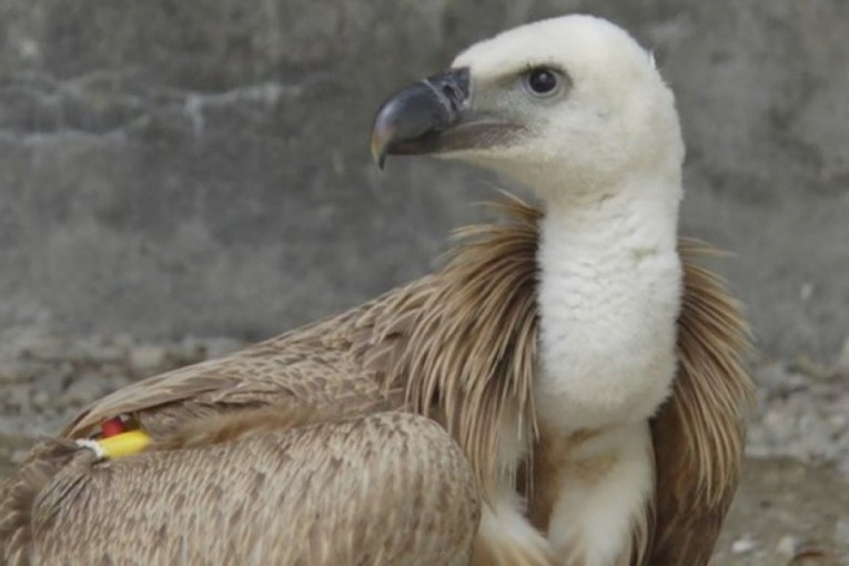 Bojni otrov koban i po ljude! Još jedan pomor ptica u Srbiji, pronađeni leševi retkih vrsta