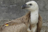 Bojni otrov koban i po ljude! Još jedan pomor ptica u Srbiji, pronađeni leševi retkih vrsta